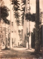 RJ Rio de Janeiro Jardim Botânico 1925