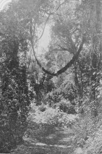 Selva Virgem déc1920 1