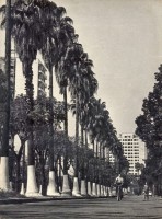 Porto Alegre Av Osvaldo Aranha(acervo Fototeca Sioma Breitman) 1960