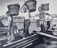 Porto Alegre Descarga de chatas carregadas de frutas